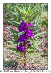 Camilia Flowered Balsam
