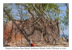 Banyan & Ruins