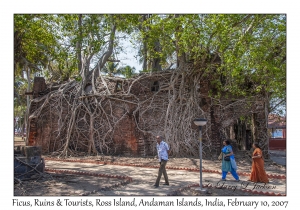 Ficus , Ruins & Tourists