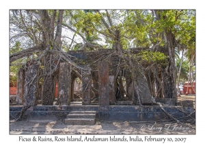 Ficus & Ruins