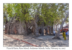 Ficus & Ruins