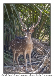 Chital