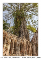 Bell Tower Ficus