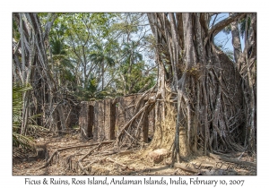 Ficus & Ruins