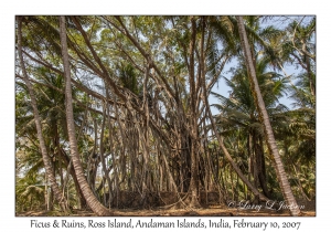 Ficus & Ruins