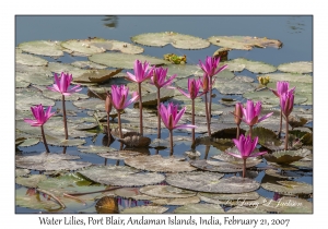 Water Lilies