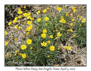 Plains Yellow Daisy