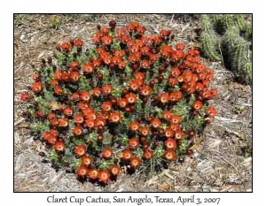 Claret Cup Cactus