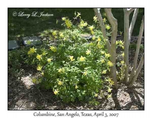 Yellow Columbine