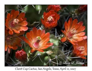 Claret Cup Cactus