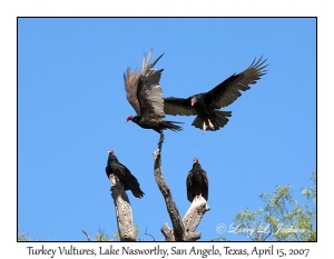 Turkey Vultures