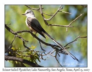 Scissor-tailed Flycatcher