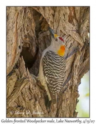 Golden-fronted Woodpecker, male