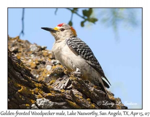 Golden-fronted Woodpecker, male