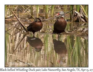 Black-bellied Whistling-ducks