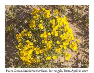 Plains Zinnia