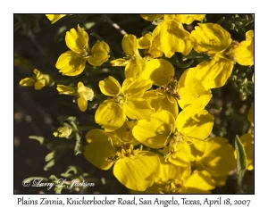 Plains Zinnia