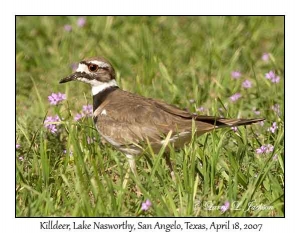 Killdeer