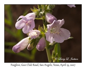 Foxglove