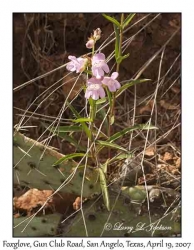 Foxglove