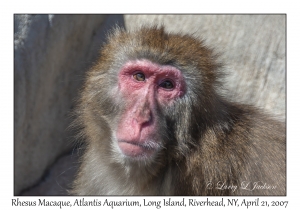 Rhesus Macaque