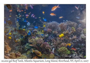 20,000 gallon Coral Reef Tank