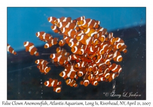 False Clown Anemonefish