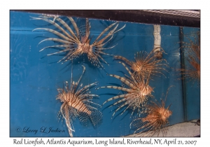 Red Lionfish