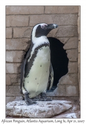 African Penguin