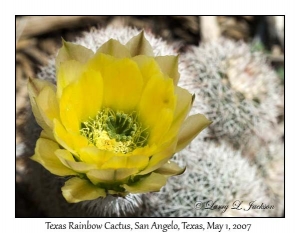 Texas Rainbow Cactus