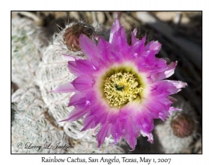 Rainbow Cactus