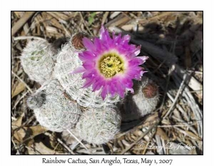 Rainbow Cactus