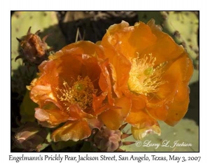 Engelmanns Prickly Pear