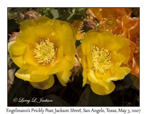 Engelmanns Prickly Pear