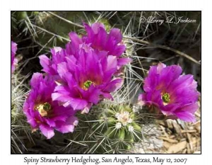 Spiny Strawberry Hedgehog Cactus