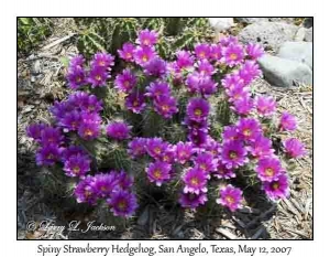 Spiny Strawberry Hedgehog Cactus