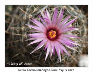 Beehive Cactus