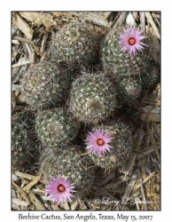 Beehive Cactus