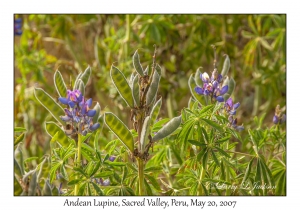 Andean Lupine