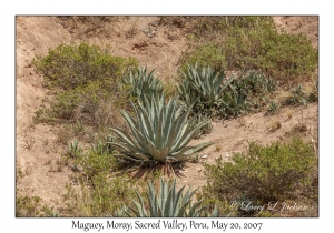 Maguey