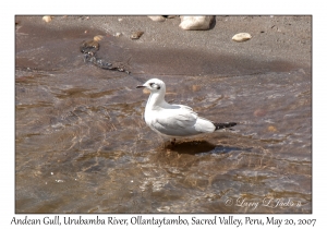 Andean Gull