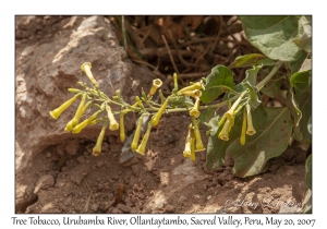 Tree Tobacco