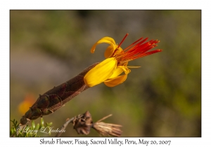 Shrub Flower