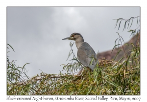 Black-crowned Night-heron