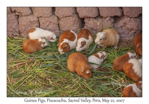 Guinea Pigs