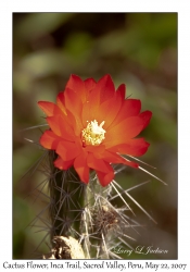 Cactus Flower