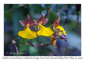 Golden Cyrtochilum (Orchid)