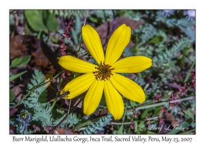 Burr Marigold