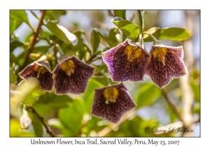 Unknown Flower