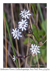 Unknown Flower